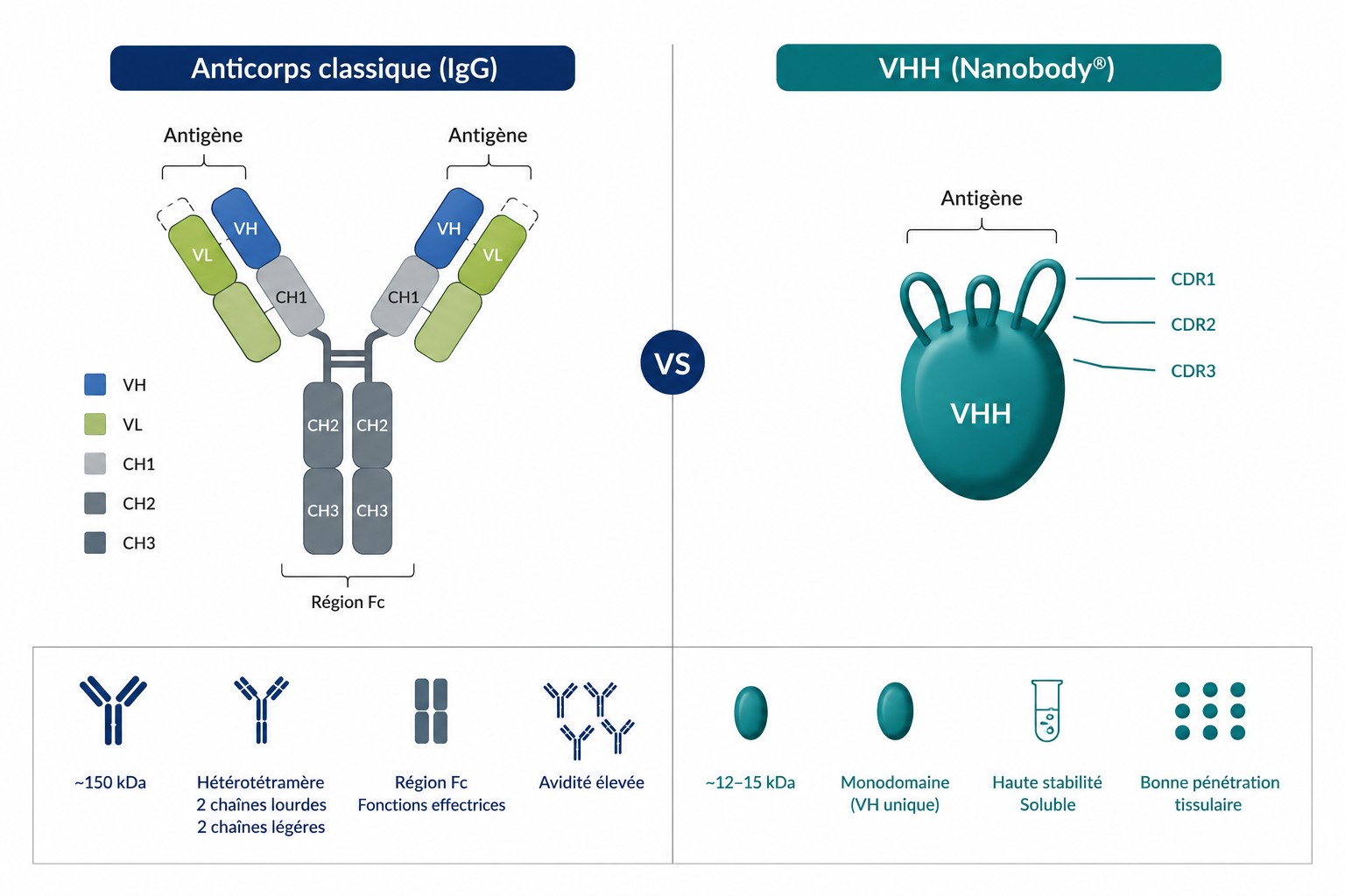 Comparative diagram: classical antibody (IgG) with VH, VL, CH1, CH2, CH3 domains and Fc region, versus the VHH nanobody with its CDR1, CDR2, CDR3 loops